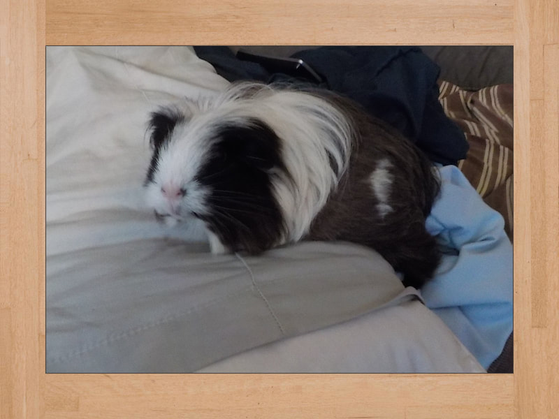 Joséphine, guinea pig — May 2023
