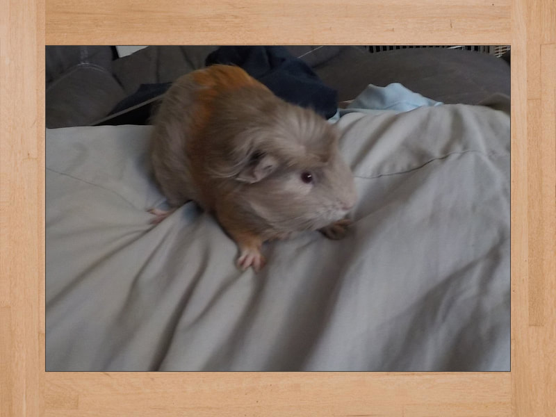Shya, guinea pig — May 2023
