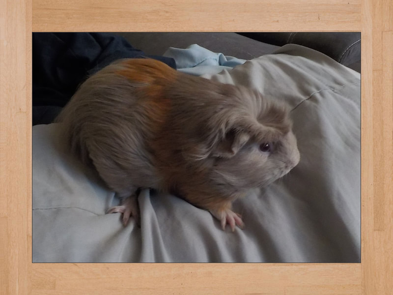 Shya, guinea pig — May 2023 (2)